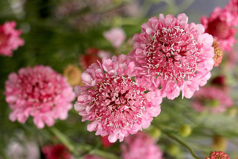 éponge scabiosa