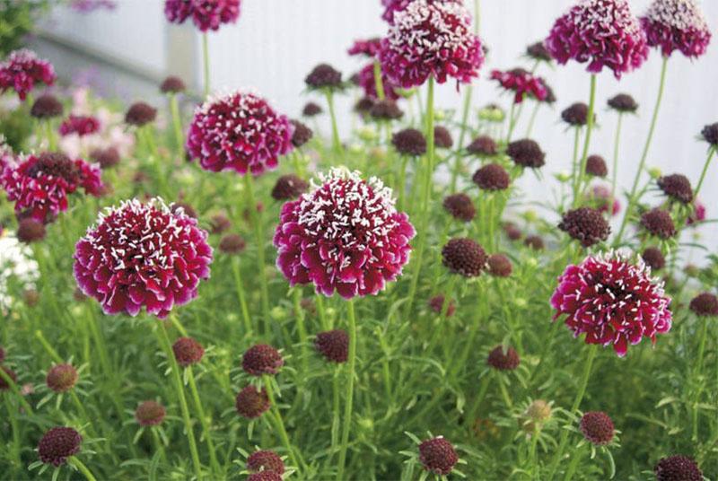 belle scabiosa dans le jardin