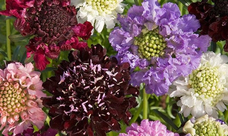 variétés de scabiosa