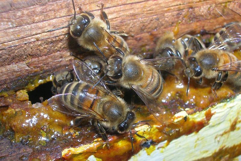 les abeilles travaillent