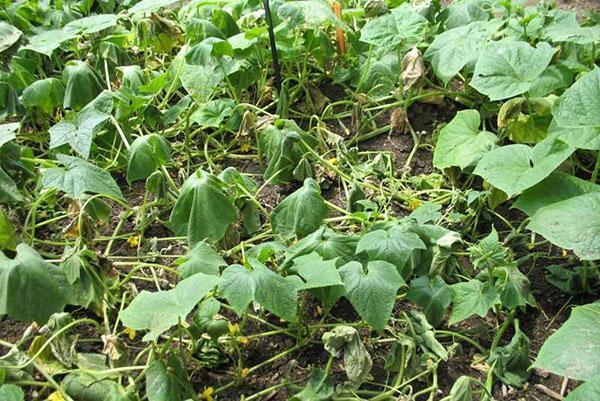 pepinos en campo abierto sin liga