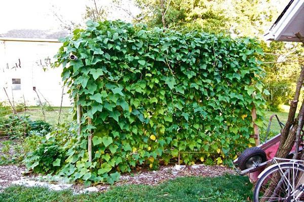 concombres sur un treillis avec une jarretière horizontale