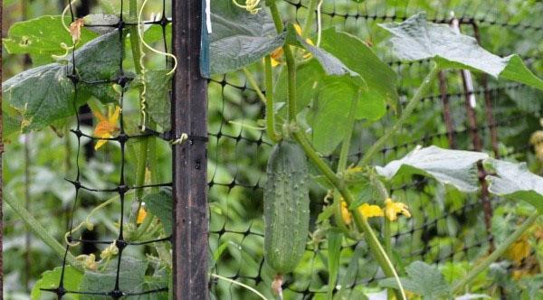 pepinos en una cuadrícula en el campo abierto