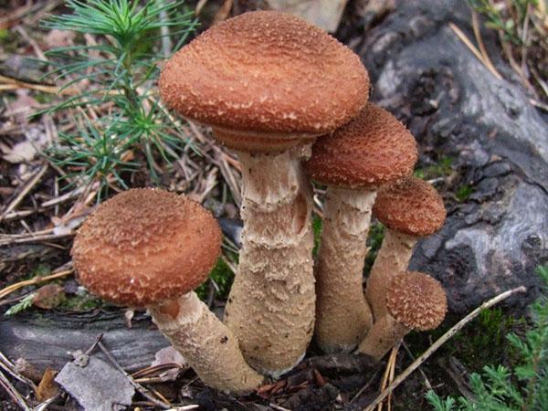 champignons au miel à pattes grasses