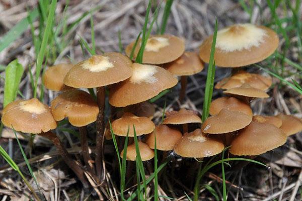 champignons de printemps