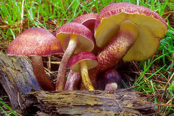 champignons de pin