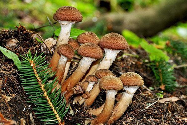 agarics au miel dans la forêt