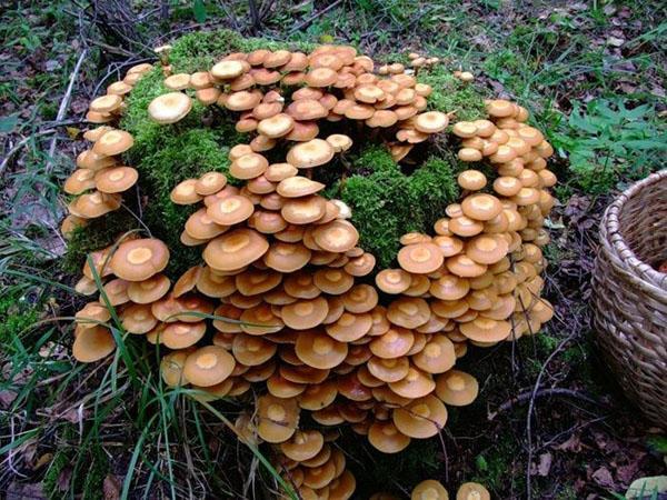 rideau d'agarics au miel