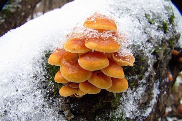 champignons d'hiver