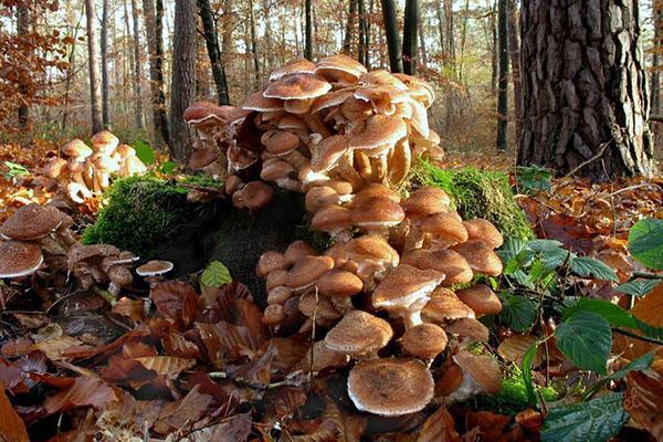 champignons d'automne