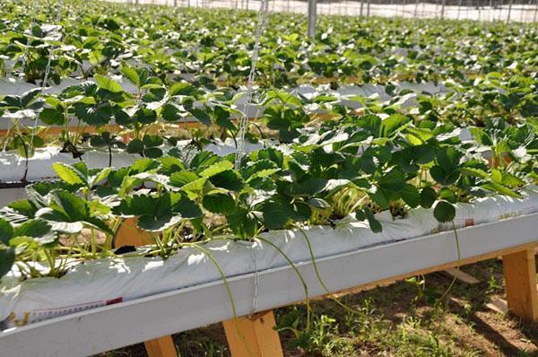 sustrato de coco para hidroponía