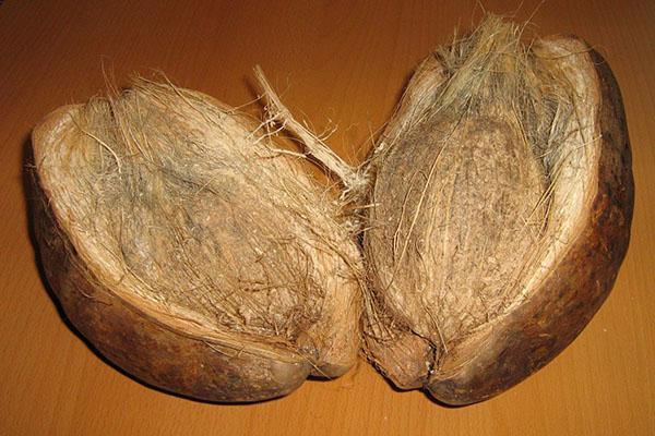 coquille de noix de coco