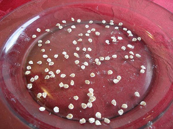 préparation des graines pour le semis