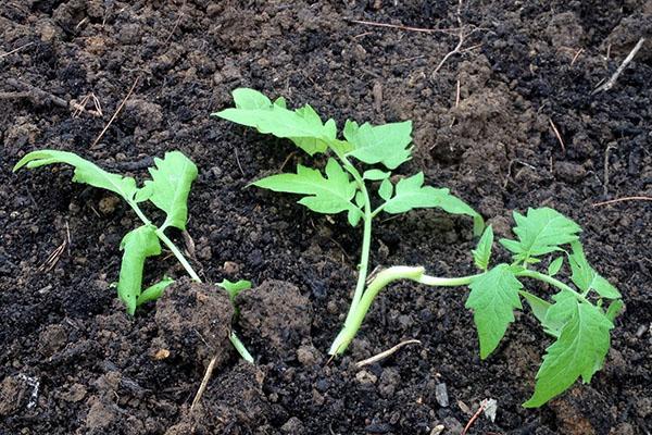 planter des plants selon la méthode Maslov