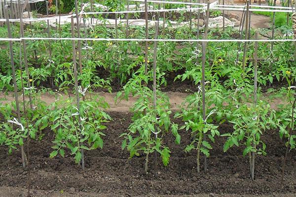 tomates en plein champ