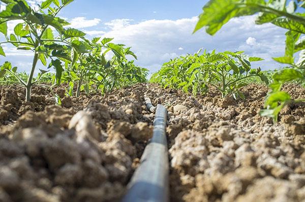 soin des tomates en plein air