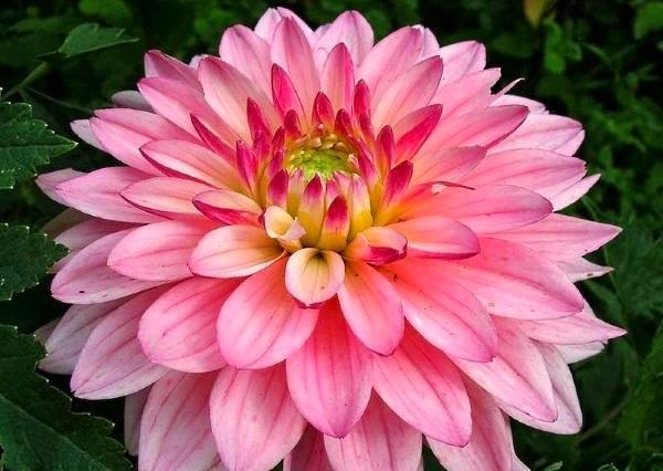 dahlia rose