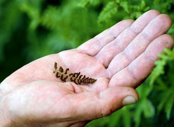 préparation des spores pour la reproduction