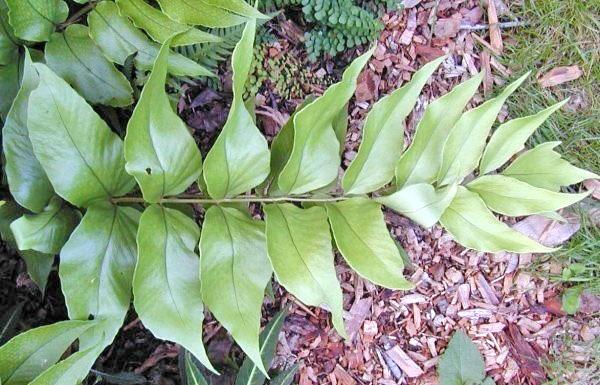 Cyrtomium à grandes feuilles