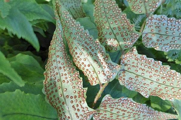 fronde sur les feuilles de fougère