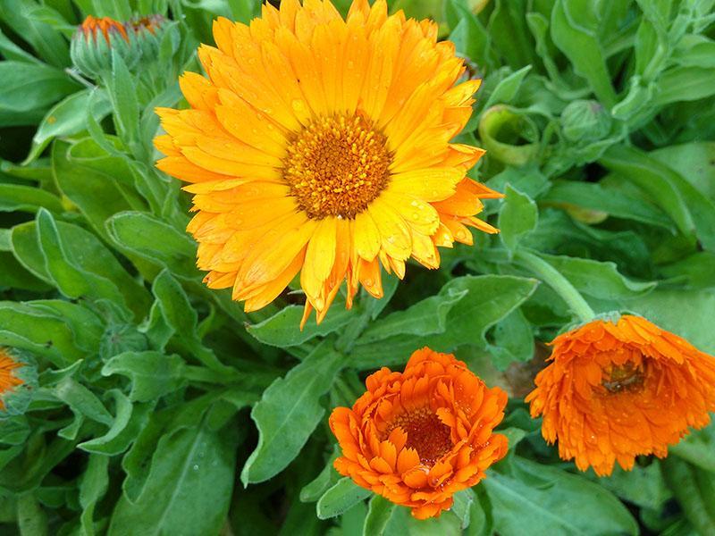 calendula