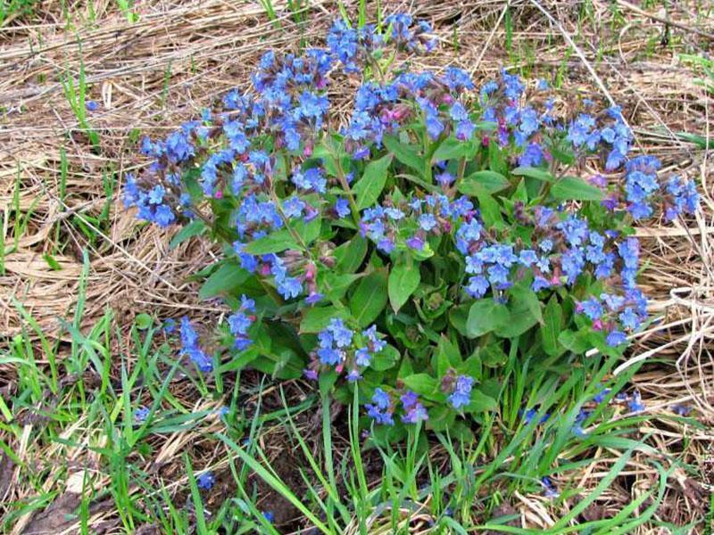 pulmonaria