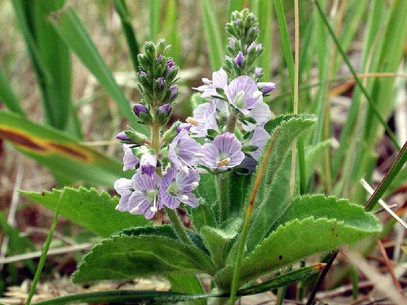 Veronica officinalis