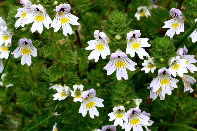 plantas medicinales eufrasia