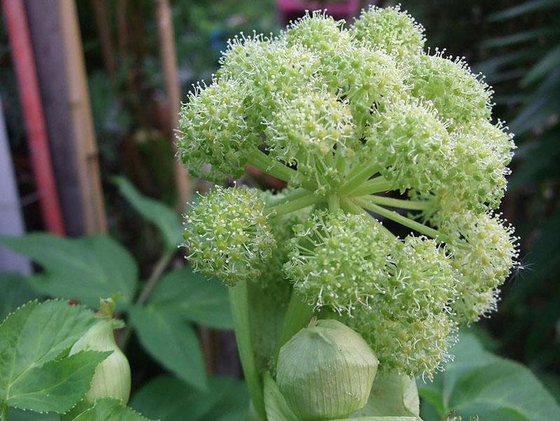 plantes médicinales angélique