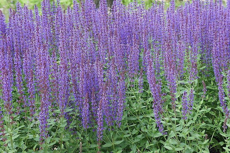 plantas medicinales salvia