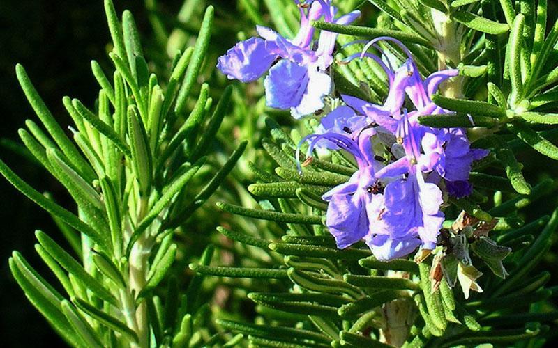 plantas medicinales romero