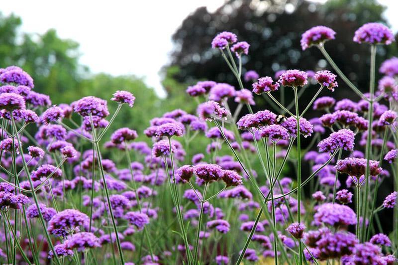 verbena officinalis