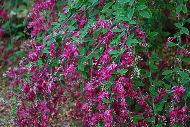 Lespedeza bicolore