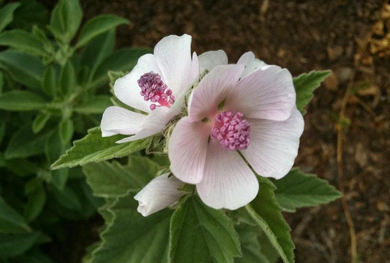 guimauve officinalis