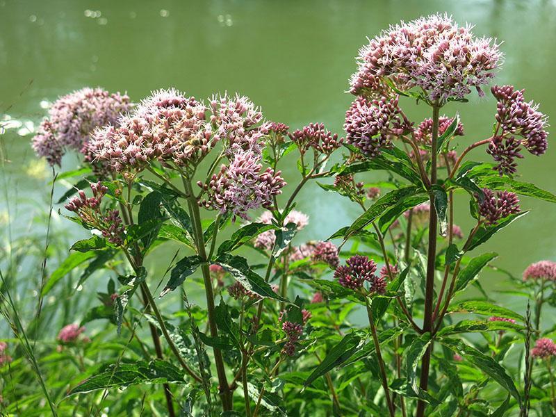 valeriana