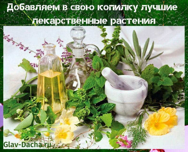 plantas medicinales