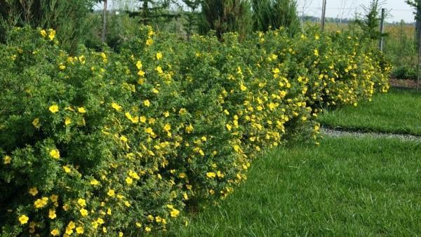 arbusto cinquefoil