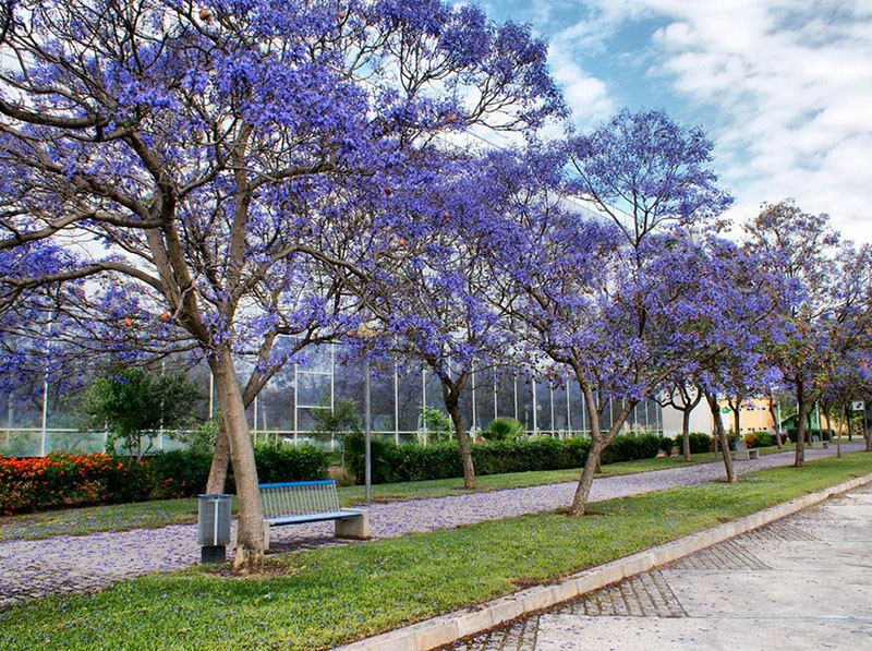 le paulownia fleurit dans le parc