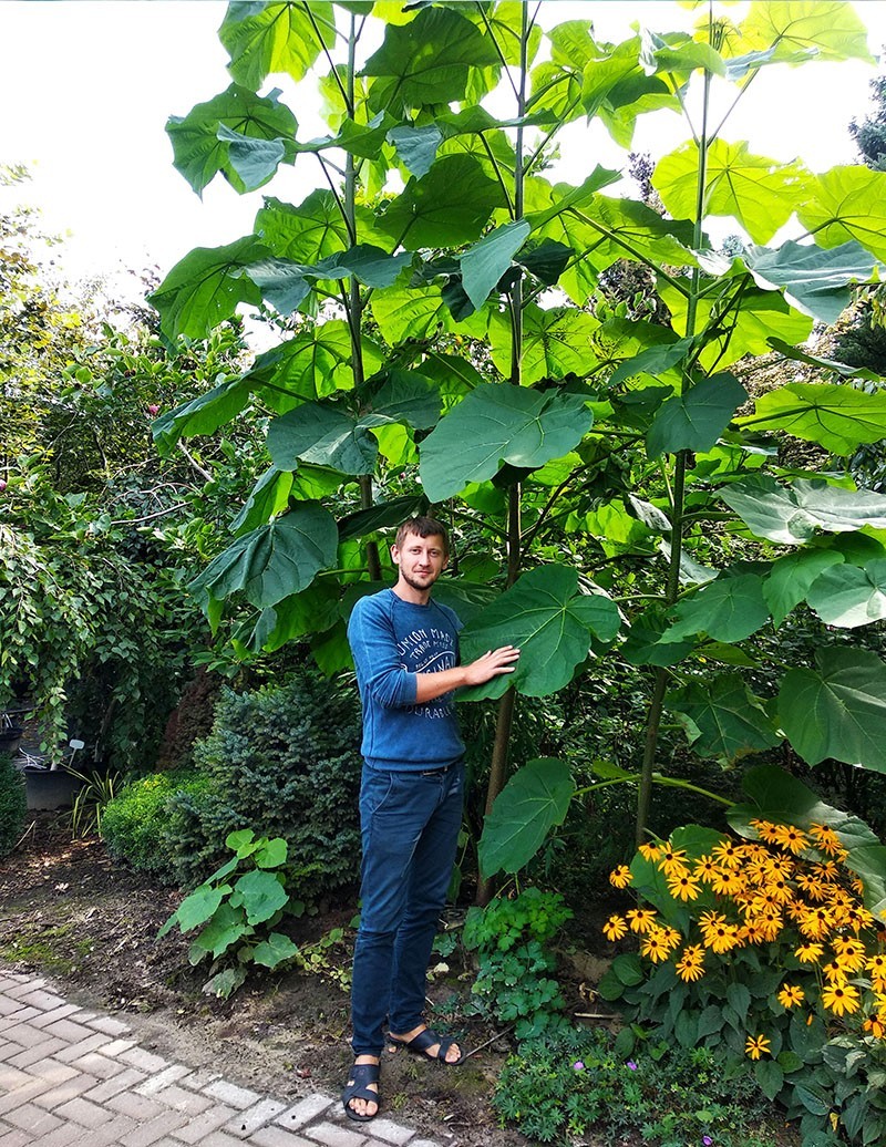 Paulownia Adam Tree en su cabaña de verano