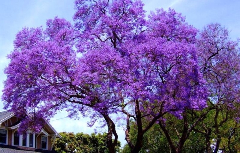 paulownia creciente