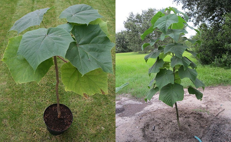 plántula de paulownia