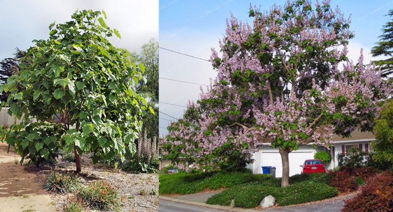 árbol de paulownia de rápido crecimiento