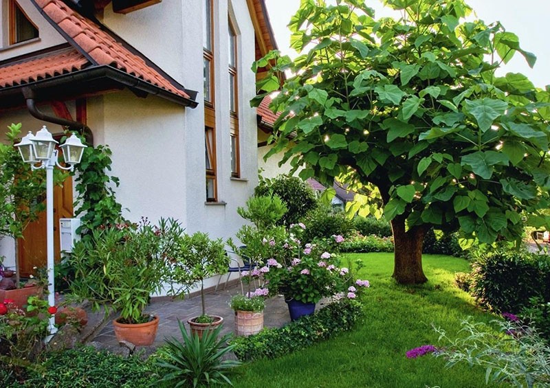 Arbre paulownia adam dans l'aménagement paysager