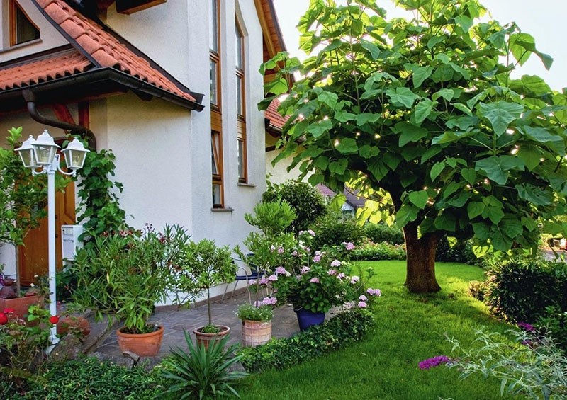 Paulownia Adam Tree en diseño de paisaje