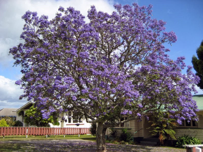 árbol de paulownia inusual