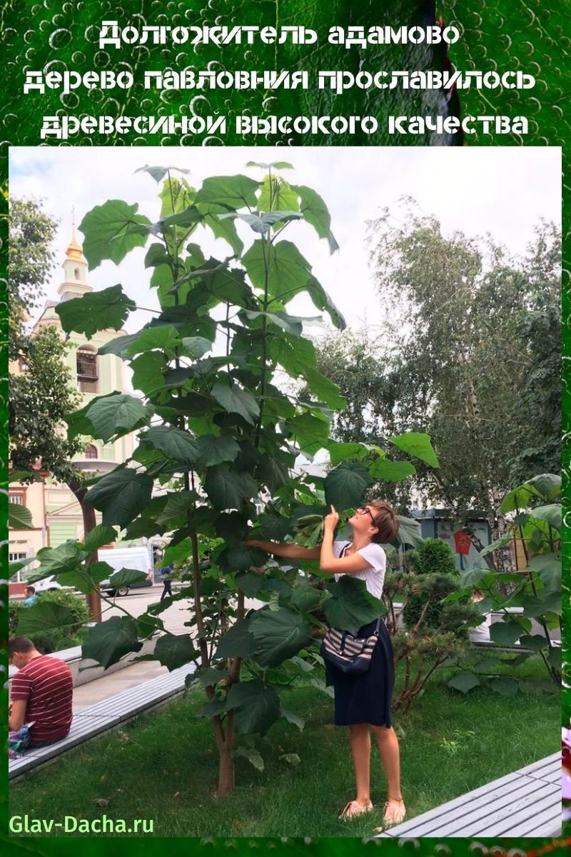 arbre paulownia adam