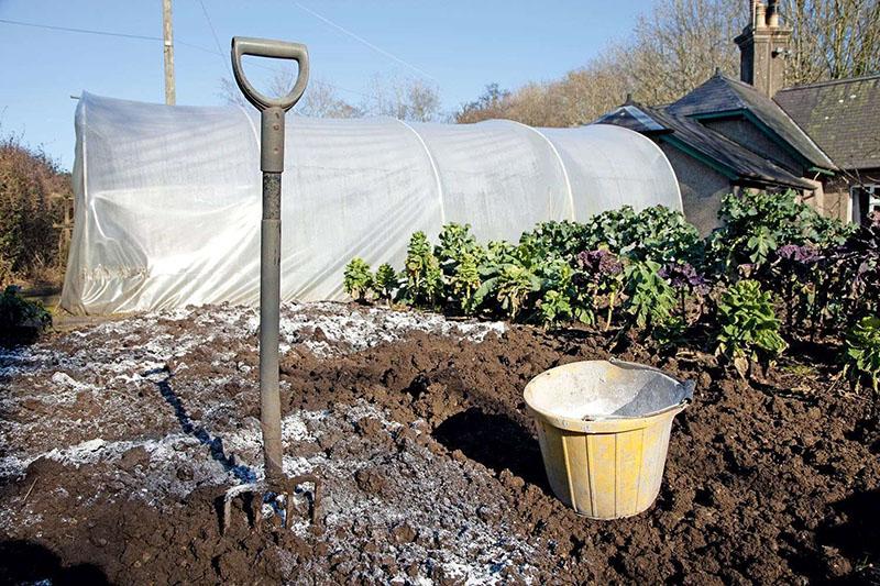 Aplicación de harina de dolomita para verduras.