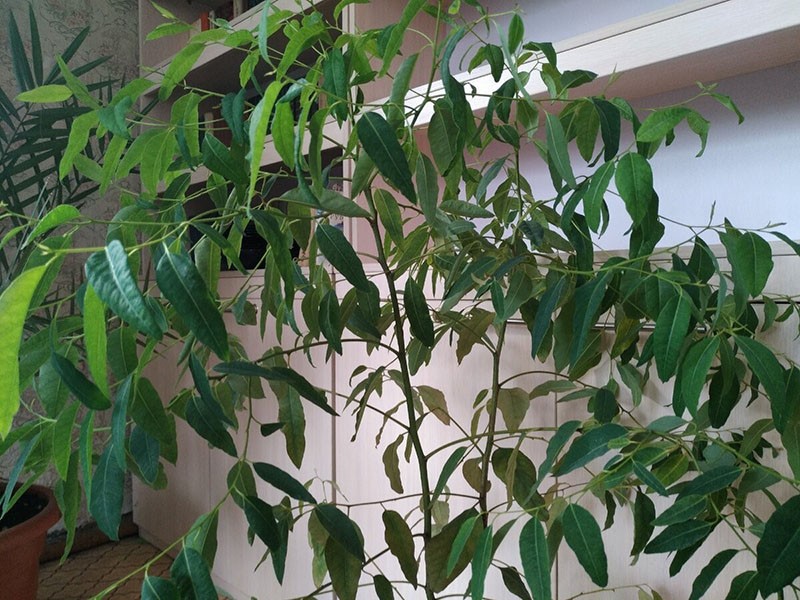 Plante d'eucalyptus à effet de serre