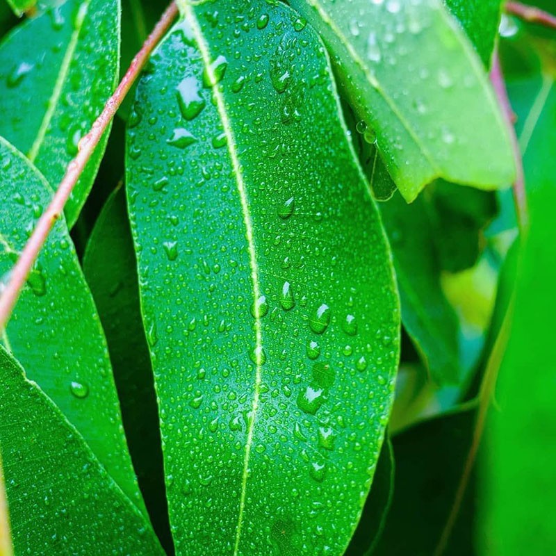 douche pour eucalyptus