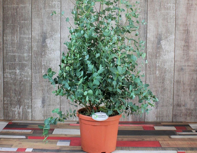 faire pousser des eucalyptus à la maison